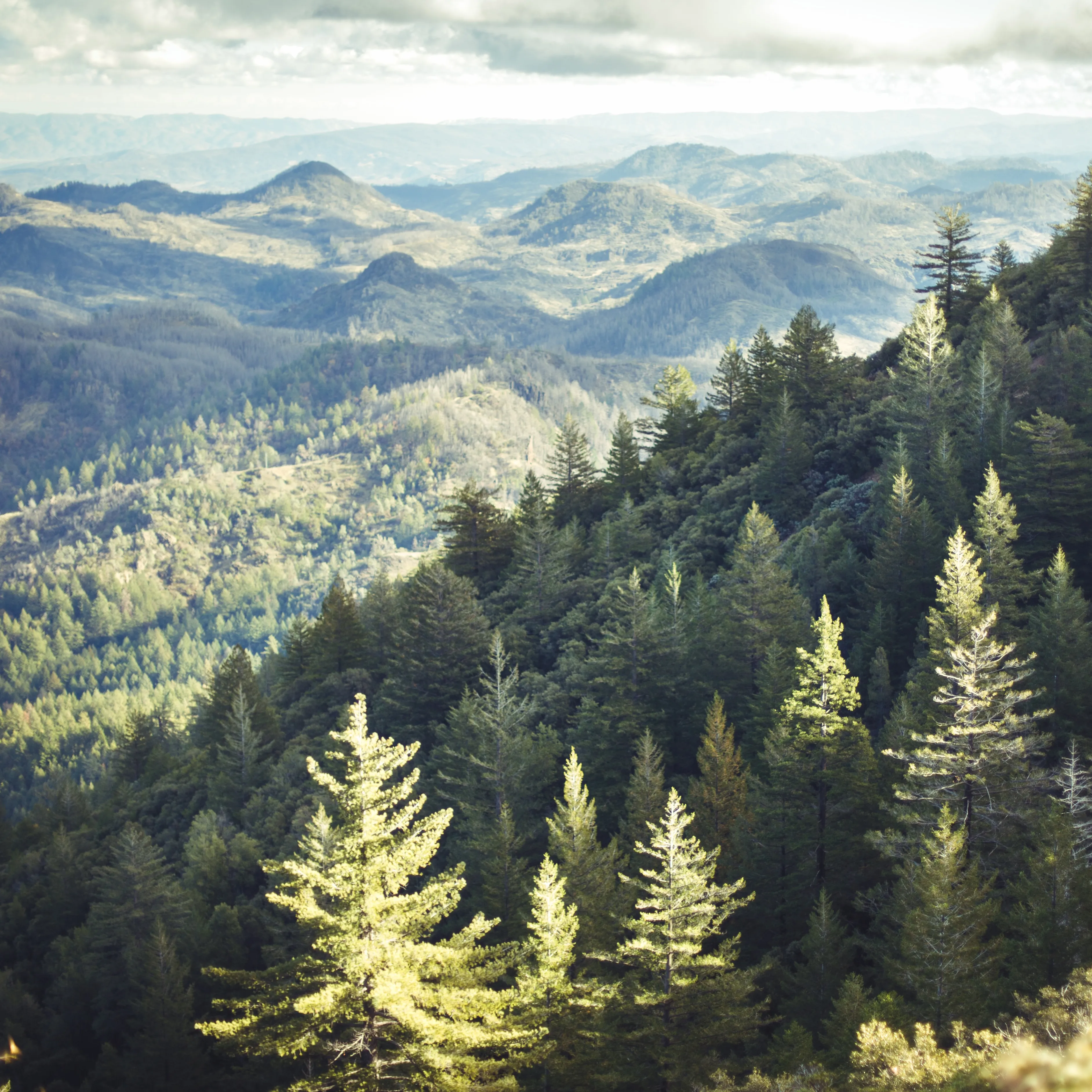 Tree filled skyline, from Mount St. Helena